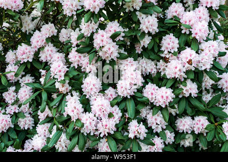 Sfondo di fiore in fiore bianco e rosa ad arbusto di rododendro nella stagione primaverile. Foto Stock