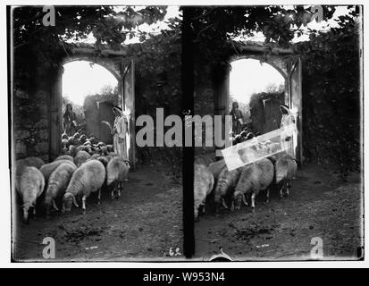 Agricoltura, ecc. Pastore scene. Passando sotto l'asta. Ez. 20:37. Pecore contate dal pastore mentre immettendo le pecore-cote Foto Stock