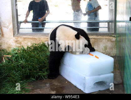 Un panda mangia le carote su un ghiaccio per raffreddare stesso off a Wuhan Zoo a Wuhan, porcellane centrale provincia di Hubei, 11 luglio 2012. Foto Stock