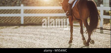 Equitazione in Sunset. Struttura equestre. Femmina professionali pilota sul suo cavallo. Foto Stock