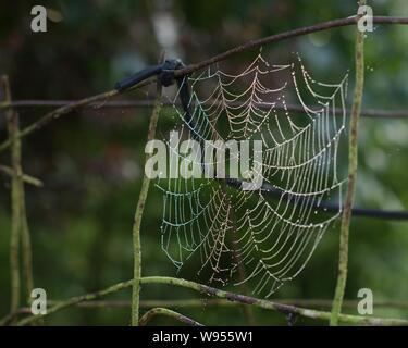 Spider Web Foto Stock