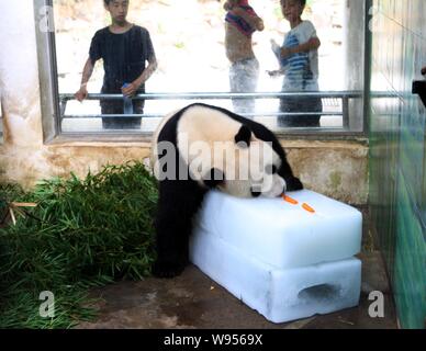 Un panda mangia le carote su un ghiaccio per raffreddare stesso off a Wuhan Zoo a Wuhan, porcellane centrale provincia di Hubei, 11 luglio 2012. Foto Stock