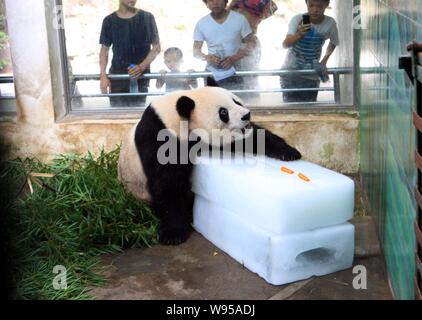 Un panda mangia le carote su un ghiaccio per raffreddare stesso off a Wuhan Zoo a Wuhan, porcellane centrale provincia di Hubei, 11 luglio 2012. Foto Stock