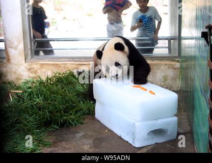 Un panda mangia le carote su un ghiaccio per raffreddare stesso off a Wuhan Zoo a Wuhan, porcellane centrale provincia di Hubei, 11 luglio 2012. Foto Stock