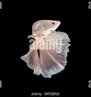 Close up arte movimento di Betta pesce o Siamese fighting fish isolati su sfondo nero Foto Stock