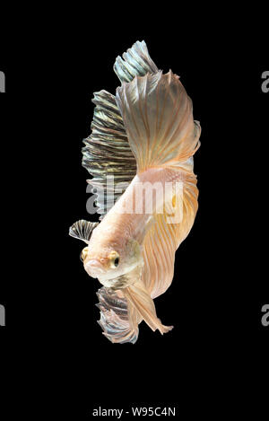 Close up arte movimento di Betta pesce o Siamese fighting fish isolati su sfondo nero Foto Stock