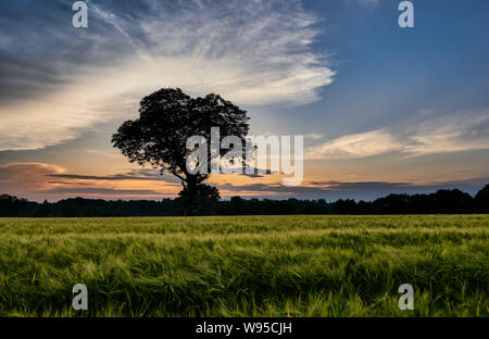 Una struttura ad albero e la splendida natura di fronte al tramonto in Rastatt, Germania Foto Stock