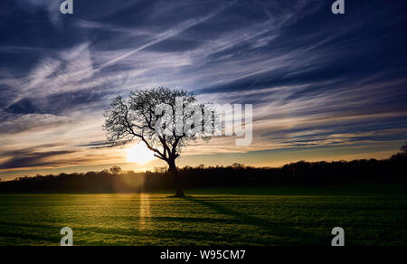 Una struttura ad albero e la splendida natura di fronte al moody tramonto in Rastatt, Germania Foto Stock