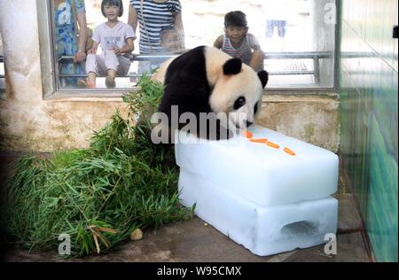Un panda mangia le carote su un ghiaccio per raffreddare stesso off a Wuhan Zoo a Wuhan, porcellane centrale provincia di Hubei, 11 luglio 2012. Foto Stock