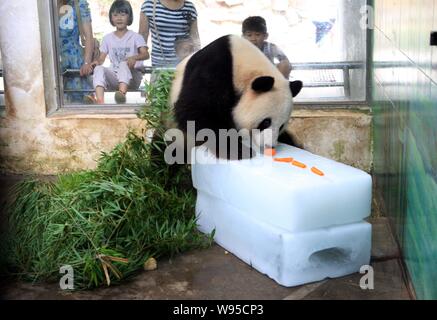 Un panda mangia le carote su un ghiaccio per raffreddare stesso off a Wuhan Zoo a Wuhan, porcellane centrale provincia di Hubei, 11 luglio 2012. Foto Stock