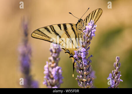 Farfalla a coda di rondine scarsa seduta su fiore di lavanda (Iphiclides podalirius) Foto Stock