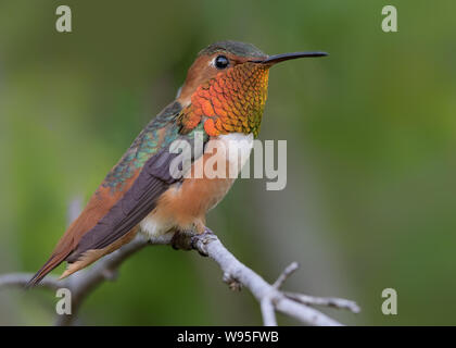 Colibrì maschio di Allen, Selasforus sasin, mostrato ad Arcadia, California, USA. Foto Stock