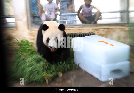 Un panda mangia le carote su un ghiaccio per raffreddare stesso off a Wuhan Zoo a Wuhan, porcellane centrale provincia di Hubei, 11 luglio 2012. Foto Stock
