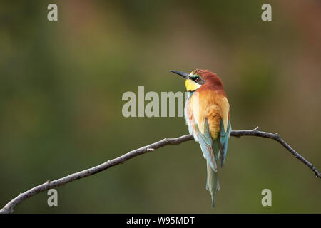 Uno splendido europeo isolato bee eater appollaiate su un ramo in natura sfondo (Gerolsheim, Germania) Merops apiaster Foto Stock