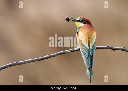 Bee-Eater europea (Merops apiaster) appollaiate su un ramo in natura di mangiare un'ape / Germania, Gerolsheim 2019 Foto Stock