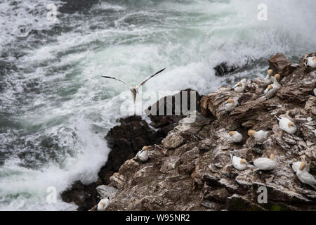 Gannett in volo (Morus) Troup Head Foto Stock