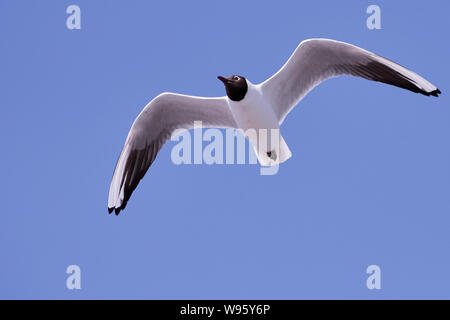 Gabbiano a testa nera che vola nel cielo blu a Neuharlingersiel, Germania (Larus ridibundus) Foto Stock