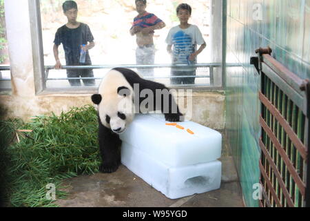 Un panda mangia le carote su un ghiaccio per raffreddare stesso off a Wuhan Zoo a Wuhan, porcellane centrale provincia di Hubei, 11 luglio 2012. Foto Stock