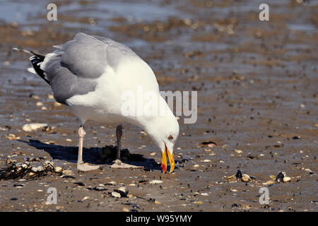 Unico gabbiano aringhe (Larus argentatus) beccare il cibo presso la costa in Neuharlingersiel (mare del Nord 2019) Foto Stock