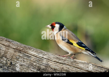 Uccello Goldfinch arroccato su un tronco di albero (Carduelis carduelis) Foto Stock