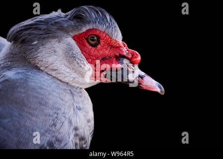 Uno splendido grigio anatra muta (Cairina moschata) e sfondo nero Foto Stock