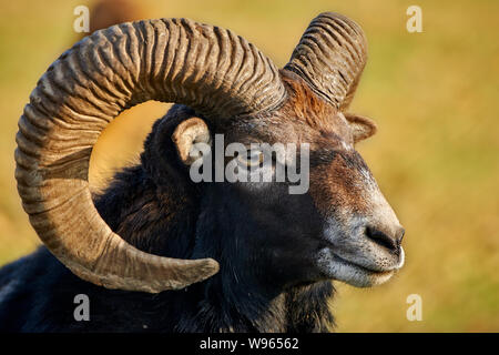 Vista laterale di una testa di mouflon, Ovis Aries Musimon. Foto Stock