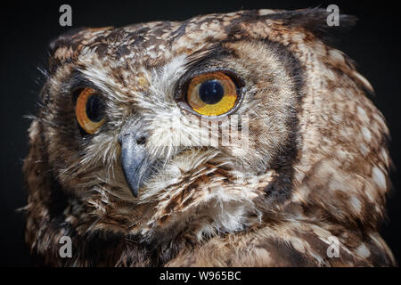 Close-up di un bellissimo gufo reale - Bubo bubo Foto Stock