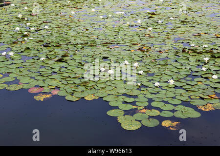 Nénuphars. Les Etangs de Corot. Ville d'Avray. / Gigli d'acqua. Stagno di Corot. Ville d'Avray. Foto Stock