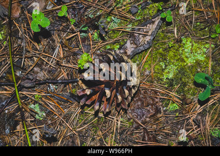 Abete rosso secco cono sul suolo forestale coperta con aghi caduti di close-up. Foto Stock