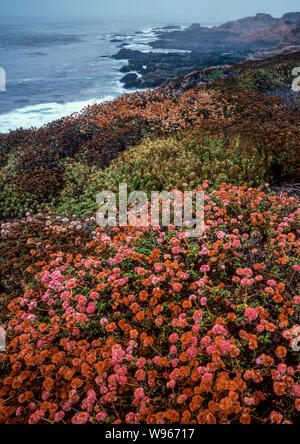 Il grano saraceno, nebbia costiera, Soberanes punto, Garrapata State Park, Big Sur, Monterey County, California Foto Stock