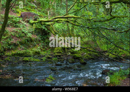 Il Golitha Falls sono una serie di spettacolari cascate e cascate lungo un tratto del fiume Fowey come si fa il suo modo attraverso la quercia antica w Foto Stock
