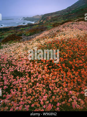 Il grano saraceno, Soberanes punto, Garrapata State Park, Big Sur, Monterey County, California Foto Stock