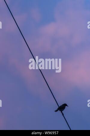 Bird con colorati sky cavo contraluz diagonale Foto Stock