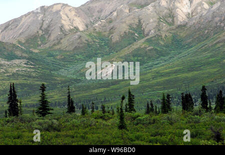 Bellissimo paesaggio panoramico del nero di abeti, cespugli di bacche e montagne del Parco Nazionale di Denali, Alaska, STATI UNITI D'AMERICA Foto Stock