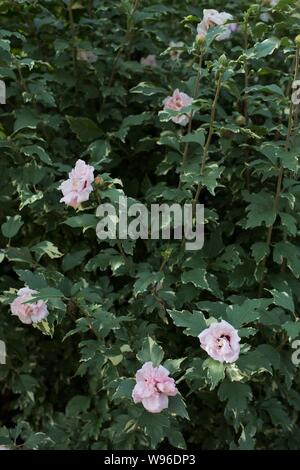Hibiscus syriacus " zucchero " Punta althea rosa di Sharon fiori. Foto Stock