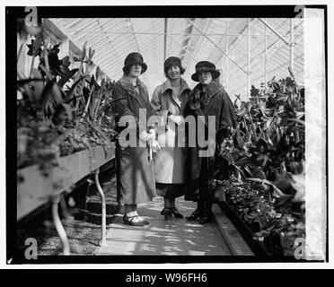 Amaryllis mostrano, 1924, 3/15/24 Foto Stock