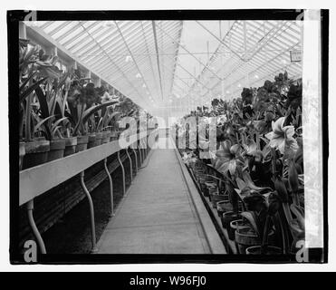 Amaryllis Show, 3/13/23 Foto Stock