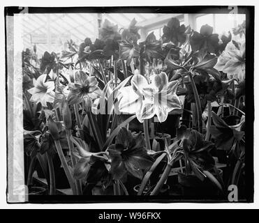 Amaryllis Show, 3/13/23 Foto Stock