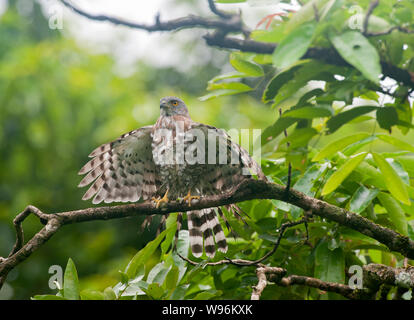 Crested astore, Accipiter trivirgatus, asciugando fuori ali dopo piogge monsoniche, Thattekad Bird Sanctuary, i Ghati Occidentali, Kerala, India Foto Stock