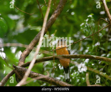 Il Malabar femmina Trogon, Harpactes fasciatus, Thattekad Bird Sanctuary, noto anche come Salim Ali il santuario degli uccelli, i Ghati Occidentali, Kerala, India Foto Stock