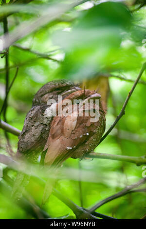 Maschio e femmina dello Sri Lanka Frogmouth, Batrachostomus moniliger, Thattekad Bird Sanctuary, i Ghati Occidentali, Kerala, India Foto Stock