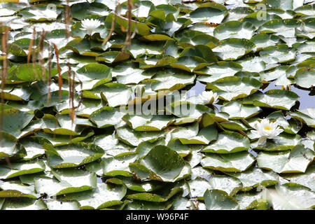 Nénuphars. Les Etangs de Corot. Ville d'Avray. / Gigli d'acqua. Stagno di Corot. Ville d'Avray. Foto Stock