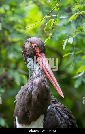 Cicogna Nera in cattività (Ciconia nigra) Foto Stock