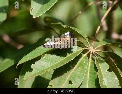 Clipper marrone Butterfly noto anche come Sahyadri Clipper, Parthenos sylvia virens, in montane umida foresta sempreverde, i Ghati Occidentali, Kerala, India Foto Stock