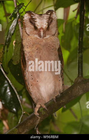 Sri Lanka Bay-Owl, Phodilus badius assimilis, endemico dei Ghati occidentali, Salim Ali Bird Sanctuary, Thattekad, Kerala, India Foto Stock