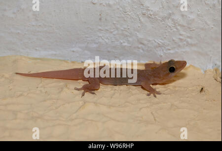 Quattro-artigliato gecko,Gehyra mutilata, anche come comuni quattro-artigliato gecko,moncone-toed gecko,gara-pelato house gecko o zucchero gecko, i Ghati Occidentali,l'India Foto Stock