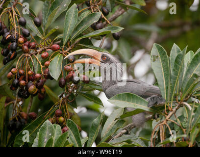 Il Malabar grigio Hornbill, Ocyceros griseus Salim Ali Bird Sanctuary, Thattekad, i Ghati Occidentali, Kerala, India Foto Stock