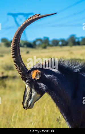 Closeup ritratto di un simpatico e maestoso Sable Antelope a Johannesburg naturereserve Sud Africa Foto Stock