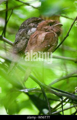 Maschio e femmina dello Sri Lanka Frogmouth, Batrachostomus moniliger, Thattekad Bird Sanctuary, i Ghati Occidentali, Kerala, India Foto Stock