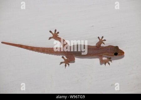 Quattro-artigliato gecko,Gehyra mutilata, anche come comuni quattro-artigliato gecko,moncone-toed gecko,gara-pelato house gecko o zucchero gecko, i Ghati Occidentali,l'India Foto Stock